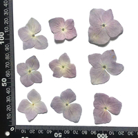 Usine directe séchée naturelle pressée fleur d'hortensia en relief bricolage goutte à goutte colle fleurs accessoires de fleurs séchées