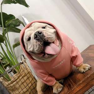 Wholesale Fashion Funny Custom Warm Soft Cotton Pet Clothes <span class=keywords><strong>Small</strong></span> Dog Sports Sweater Hoodies - Product Image 4