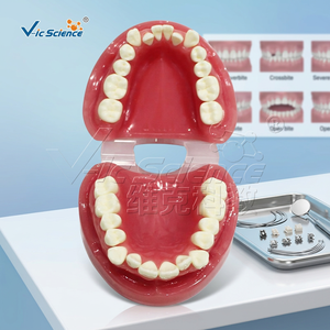 Modèle anatomique orthodontique de malocclusion en PVC, modèle de formation dentaire - Product Image 4