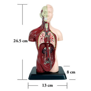 맞춤형 의학 과학 모형 장난감 인체 기관 해부학 교육 보조 교구 중학교용 인체 조립 장난감 - Product Image 1