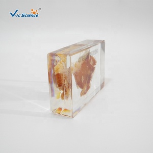 Espécimen de cerdo de cysticercus de tenia parasitaria, especímenes incrustados de resina orgánica para educación escolar - Product Image 3