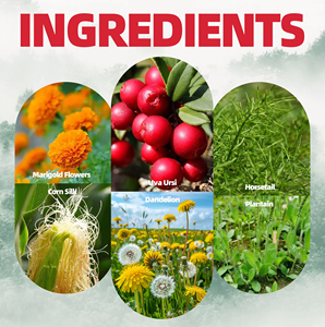 Sachets de tisane d'Uva Ursi prêts à l'emploi OEM ODM – Mélange naturel d'Uva Ursi et de pissenlit, végétalien, sans OGM pour le bien-être général - Product Image 5