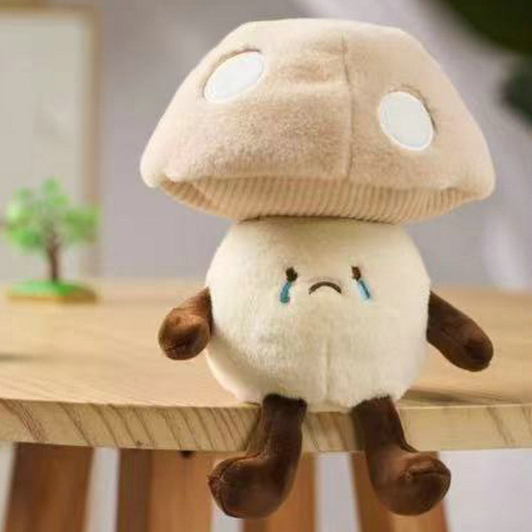 Champignons shiitake - styles illimités - boîte de présentation de 12 pièces