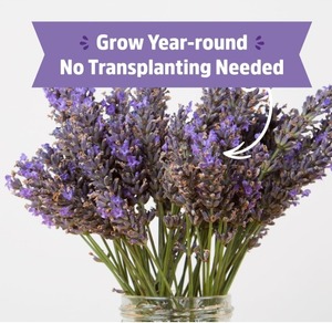 Retour à Roots Kit de culture de pot de <span class=keywords><strong>lavande</strong></span> toute l'année Jardinière de rebord de fenêtre pour jardin intérieur/extérieur Culture de plantes - Product Image 3