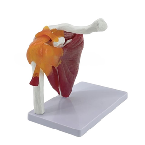 Modelo Funcional de Articulación del Hombro Derecho <span class=keywords><strong>Humano</strong></span> a Tamaño Real, Muestra los Músculos del Manguito Rotador, Ligamentos <span class=keywords><strong>y</strong></span> Tendones para la Educación Médica - Product Image 2