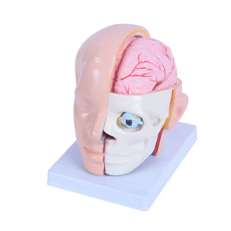 10 أجزاء الدماغ مع الشرايين على رئيس نموذج نصف رئيس و الدماغ نموذج تشريح