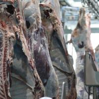 Équipement d'abattage automatique de bétail et de volailles pour ligne de traitement des carcasses de bovins en abattoir