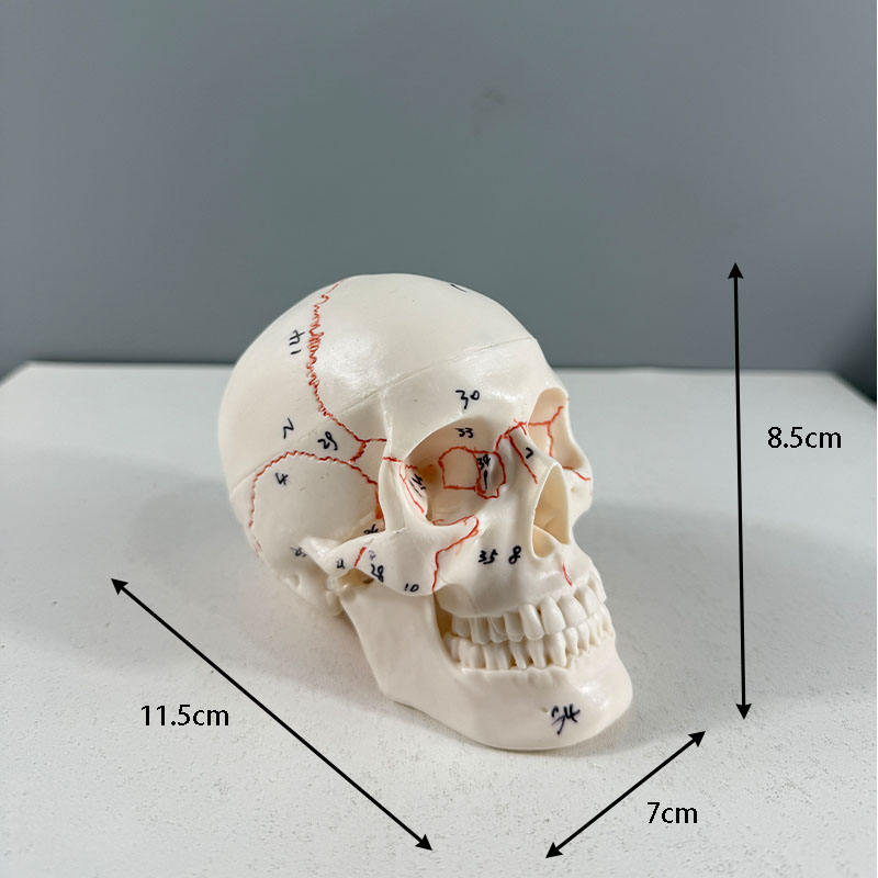 Modelo de cráneo pequeño con fisuras óseas.
