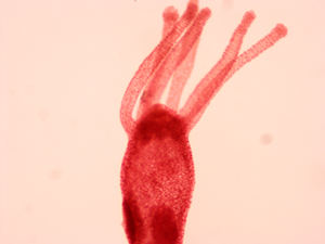 Vetrini Preparati di Biologia Generale, Zoologia e Istologia con Strutture Dettagliate per l'Insegnamento Medico, Marca <span class=keywords><strong>Deren</strong></span> - Product Image 6