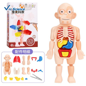 Modelos educativos de órganos humanos para niños, ensamblaje DIY, modelos cognitivos de educación médica temprana STEAM, transfronterizos - Product Image 5