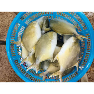 Pescado Pompano Congelado IQF, <span class=keywords><strong>Trachinotus</strong></span> <span class=keywords><strong>Ovatus</strong></span> Entero y Redondo, Envasado al Vacío, Venta al por Mayor - Product Image 3