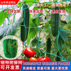 Malla de soporte para plantas trepadoras Chengye, 100 m, verde, de plástico, para pepinos, frijoles, enredaderas, jardinería y paisajismo - Product Image 2