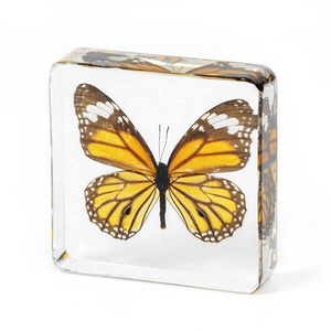 Hot Bán Nhựa Khối Chặn Giấy Trong Suốt Acrylic Taxidermy Động Vật Bất Bướm Mẫu Vật Cho Học Tập Quà Tặng Mới Lạ - Product Image 2