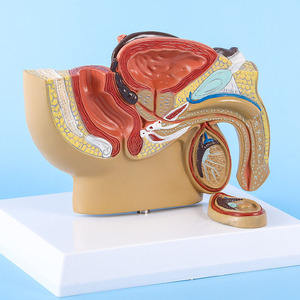 Modelo de anatomía humana de pelvis de tamaño real SCIEDU, sistema urogenital de 5 partes con sección de próstata y testículos, PVC - Product Image 3