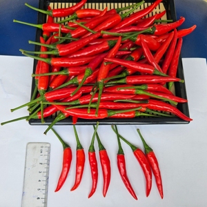 พริกแดงสมุนไพรรสเผ็ดสดจากเวียดนาม - Product Image 5