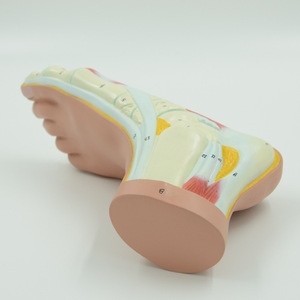 Modèle anatomique de pied plat humain-Aide à l'enseignement et à la recherche médicale - Product Image 4