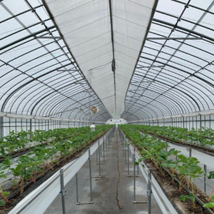 Serre commerciale monopente en PE avec structure en acier galvanisé à chaud et <span class=keywords><strong>filet</strong></span> <span class=keywords><strong>d</strong></span>'<span class=keywords><strong>ombrage</strong></span> <span class=keywords><strong>pour</strong></span> tunnels de culture de <span class=keywords><strong>tomates</strong></span> - Product Image 3