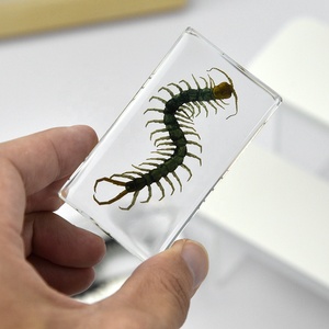 Bán buôn giáo dục chặn giấy thực gián lỗi nhựa mẫu cho học tập và hiển thị - Product Image 5