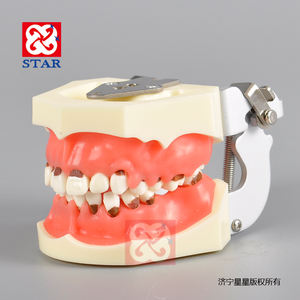 Periodontal प्रशिक्षण मॉडल नकली periodontal प्रक्रियाओं स्केलिंग probing हटाने योग्य दांत और मसूड़ों - Product Image 3