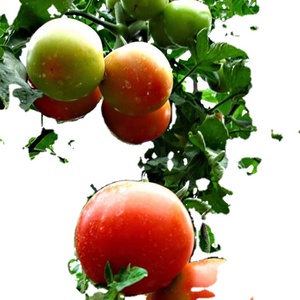 Varilla de soporte de tomate/Varilla de soporte de fibra de vidrio - Product Image 2