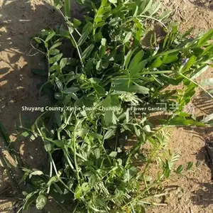 Semi di Pisello Arrowhead, Semi di Pisello Selvatico, Semi di Vetch Piccola, Semi ad Alto Contenuto Proteico, per Olio, Frutteto, Fertilizzazione Verde, Piante da Miele, Controllo delle Erbe Infestanti nei Pascoli - Product Image 2