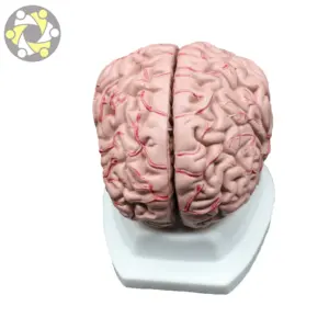 Modelo de cerebro de ciencia médica de plástico de 8 partes modelo anatómico de enseñanza médica modelo de cerebro humano