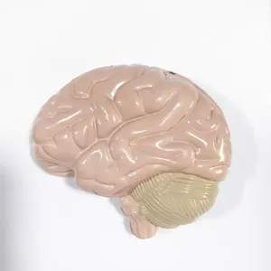 Model Anatomi Sistem Saraf Manusia Untuk Pengajaran Medis - Product Image 6