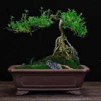 Pot à Bonsaï Artisanal en Céramique Yixing, Pot à Bonsaï en Argile Violette, Pot en Céramique Non Émaillée pour Plantes