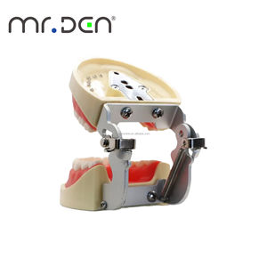 Modèle d'Enseignement <span class=keywords><strong>Dentaire</strong></span> Mr.Den 28/32 Pièces, Modèle de Mâchoire Standard pour l'Enseignement, Modèle <span class=keywords><strong>Dentaire</strong></span> en Résine, <span class=keywords><strong>Appareil</strong></span> Oral pour l'Implantation, pour la Démonstration d'Enseignement, CE - Product Image 3