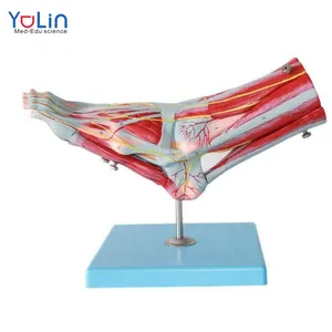 医学人体足部解剖模型具有足底肌肉的主要血管和神经的区域