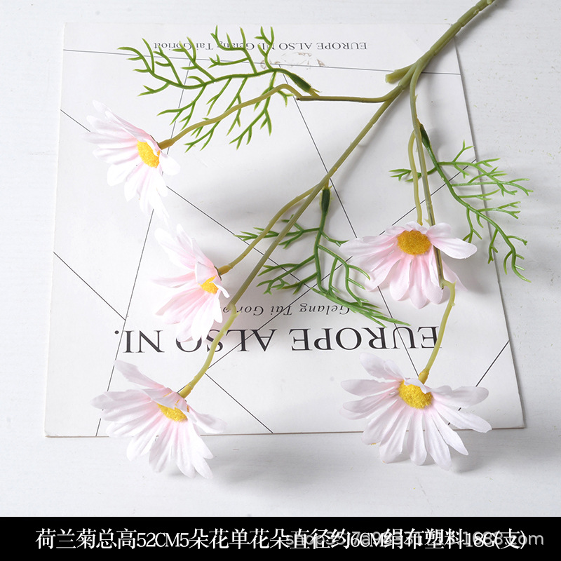 Chrysanthème hollandais rose