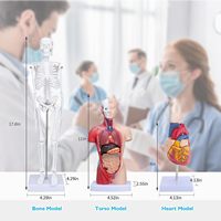 Modelo de anatomía del torso humano de 55 cm, maniquí médico para enseñanza, ensamblado para escuelas, universidades, laboratorios y educación.