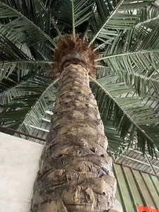 Palma <span class=keywords><strong>da</strong></span> datteri palma artificiale alta simulazione decorazione esterna grande albero artificiale all'aperto piante artificiali all'aperto - Product Image 6