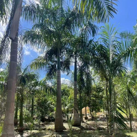 Promotion : Palmiers Roystonea Premium Vivants avec Protection UV – Plantes Tropicales pour Aménagements Extérieurs, Hôtels, Parcs et Rues