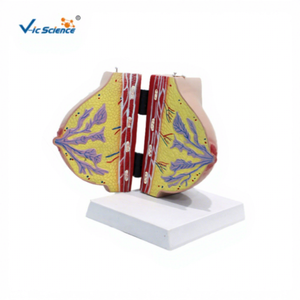 Modelo de anatomía mamaria para enseñanza médica, modelo de senos en fase de reposo de mujeres lactantes, modelo de aumento de senos para belleza, ciencia ginecológica. - Product Image 6