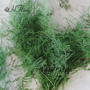 Hflora offre en gros un grade fleur préservée Real Touch fleur préservée Ming fougère asperges pour la décoration de mariage personnalisée - Product Image 3