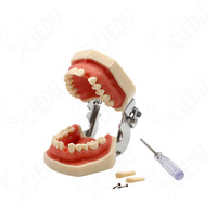 Pratique faux Nissin modèle dentaire matériel de dents modèles de formation de dents dentaires modèle dentaire Nissin