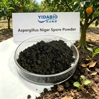 Aspergillus Niger, champignons solubilisateurs de phosphate, biofertilisant, inoculant microbien pour l'amélioration des sols agricoles biologiques et la croissance des cultures