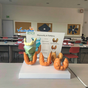 चिकित्सा एनाटोमिकल मॉडल पेशेवर चिकित्सा शिक्षण शरीर रचना थायरॉइड रोग चिकित्सा विज्ञान शिक्षा मॉडल - Product Image 5