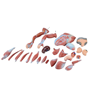 Modèle anatomique de l'organisme <span class=keywords><strong>humain</strong></span> de 80 cm, modèle de démonstration pédagogique des organes, modèle <span class=keywords><strong>musculaire</strong></span> <span class=keywords><strong>humain</strong></span>, 27 pièces - Product Image 4