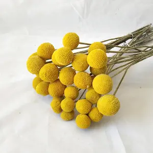 Factory Wholesale Preserve Dried Flowers And Plants Home Decor Craspedia Dried Billy Balls