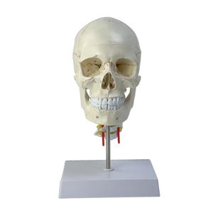 脳神経科教育医学のための頸椎を持つ1:1頭蓋脳解剖モデル人間の頭蓋骨 - Product Image 1