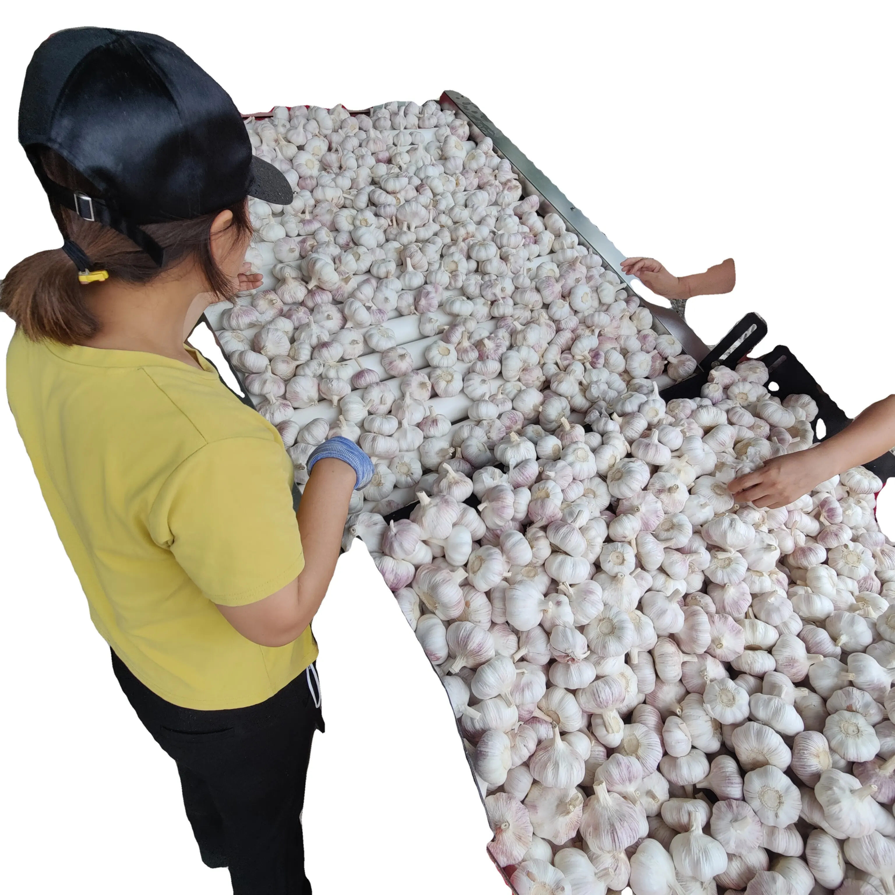 Top Quality Frozen Peeled Garlic Cloves Diced Past Quantity White OEM Head Style Time Weight Normal Hours Origin Type Year Fresh