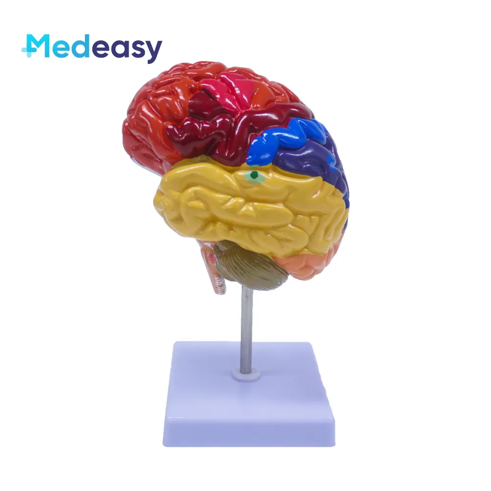 De Helft Van Het Anatomiemodel Van De Hersenen, De Helft Van Het Anatomiemodel Van De Menselijke Hersenen