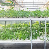Kits de Invernadero Agrícola de Gran Tamaño y Bajo Costo, de un Solo Vano, de PE, para Cultivo de Flores, con Control de Temperatura para Plantación Durante Todo el Año