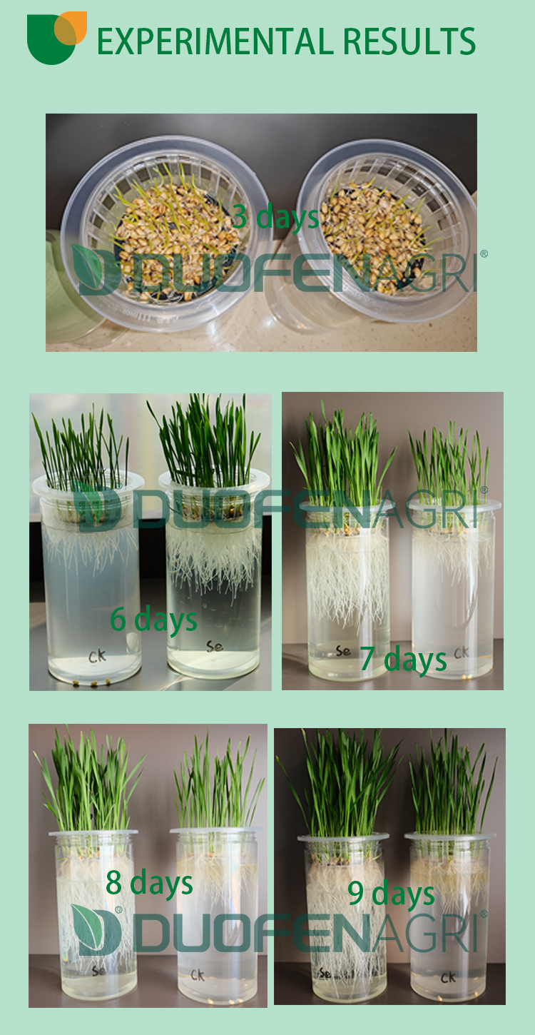 Water Soluble Organic Seaweed Powder Fertilizer Manufacturer image 6