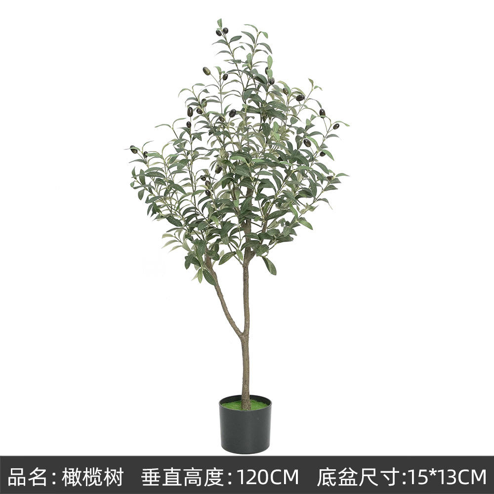 120cm olivier Un type