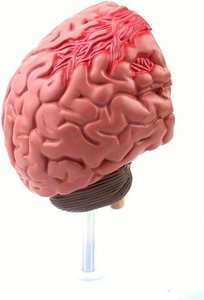 GelsonLab HSBM-564 Modelo de Cerebro Tipo Maniquí para Epilepsia, Hemorragia Cerebral y Patología de Malformación Arteriovenosa - Product Image 5