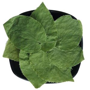 بيع بالجملة عالية الجودة ورق Epimedium طبيعي تقليدي صيني أدوية عشبية مجففة خام معالجة نوع إعلان عملية تجفيف - Product Image 6