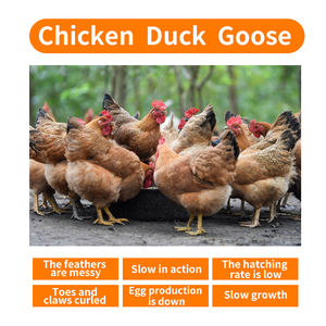 OEM 사용 가능한 대량 팩 가축 성장 촉진제 사료 첨가제 L-라이신 HCL 비타민 아미노산 사료 등급 중국산 - Product Image 4